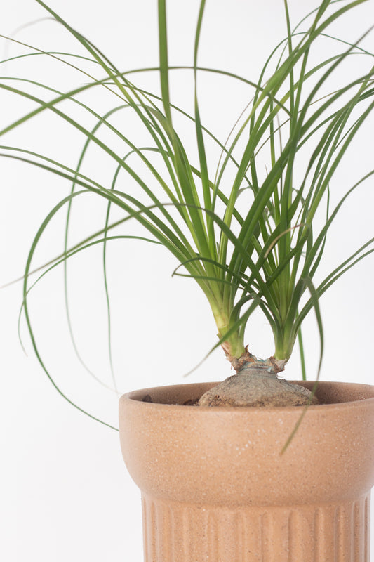 Ponytail Palm