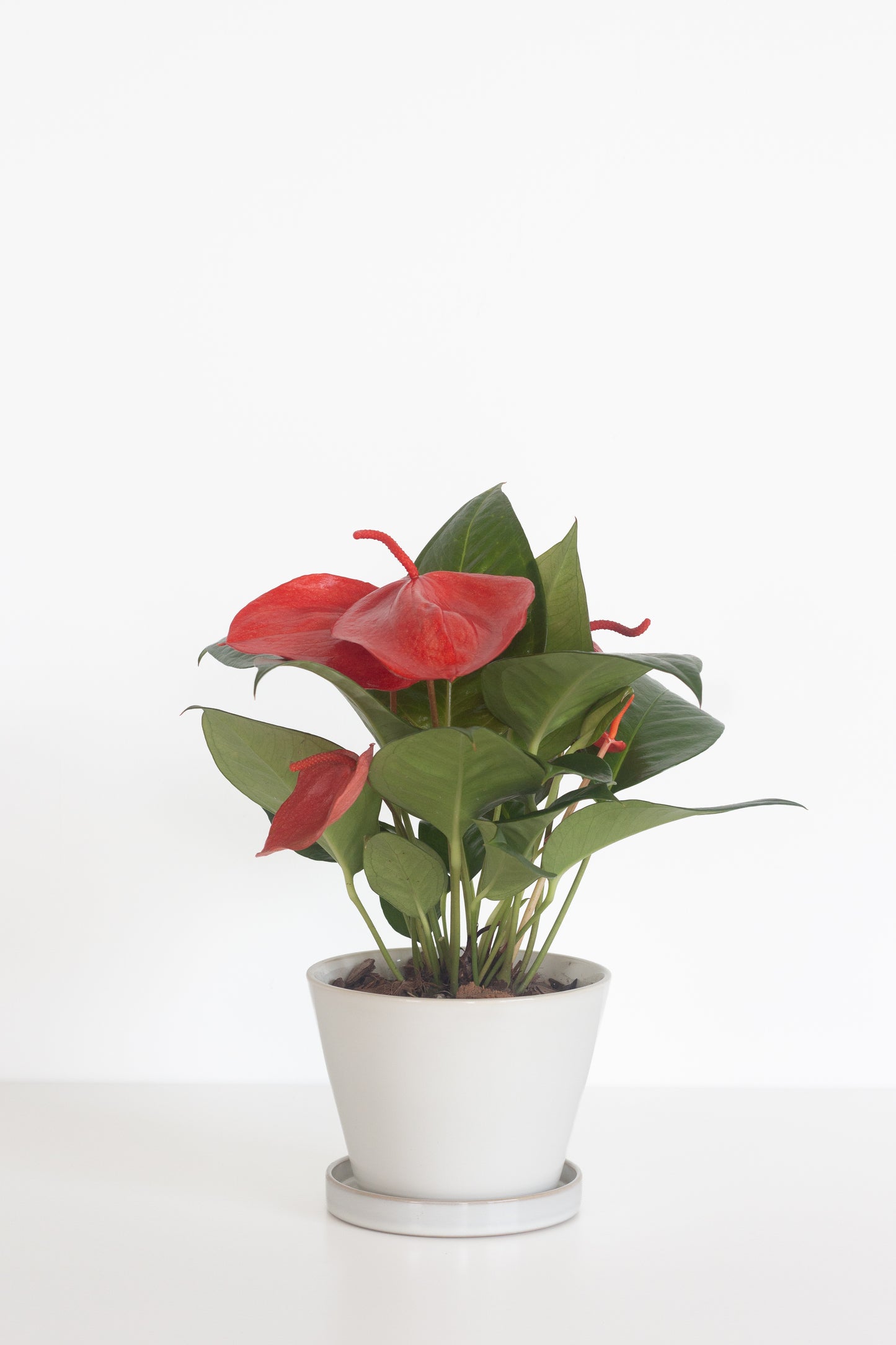 Anthurium Scherzerianum