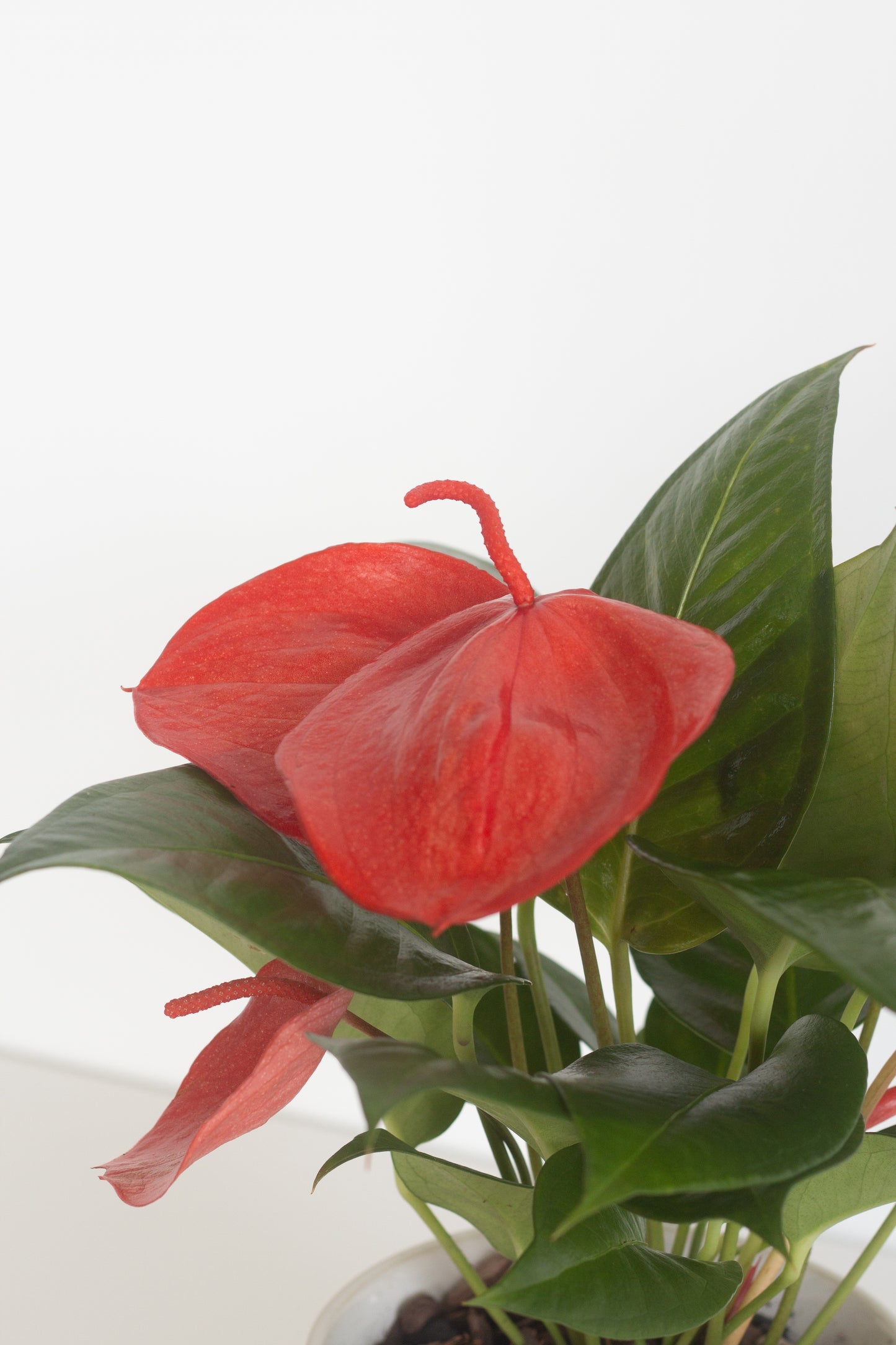 Anthurium Scherzerianum
