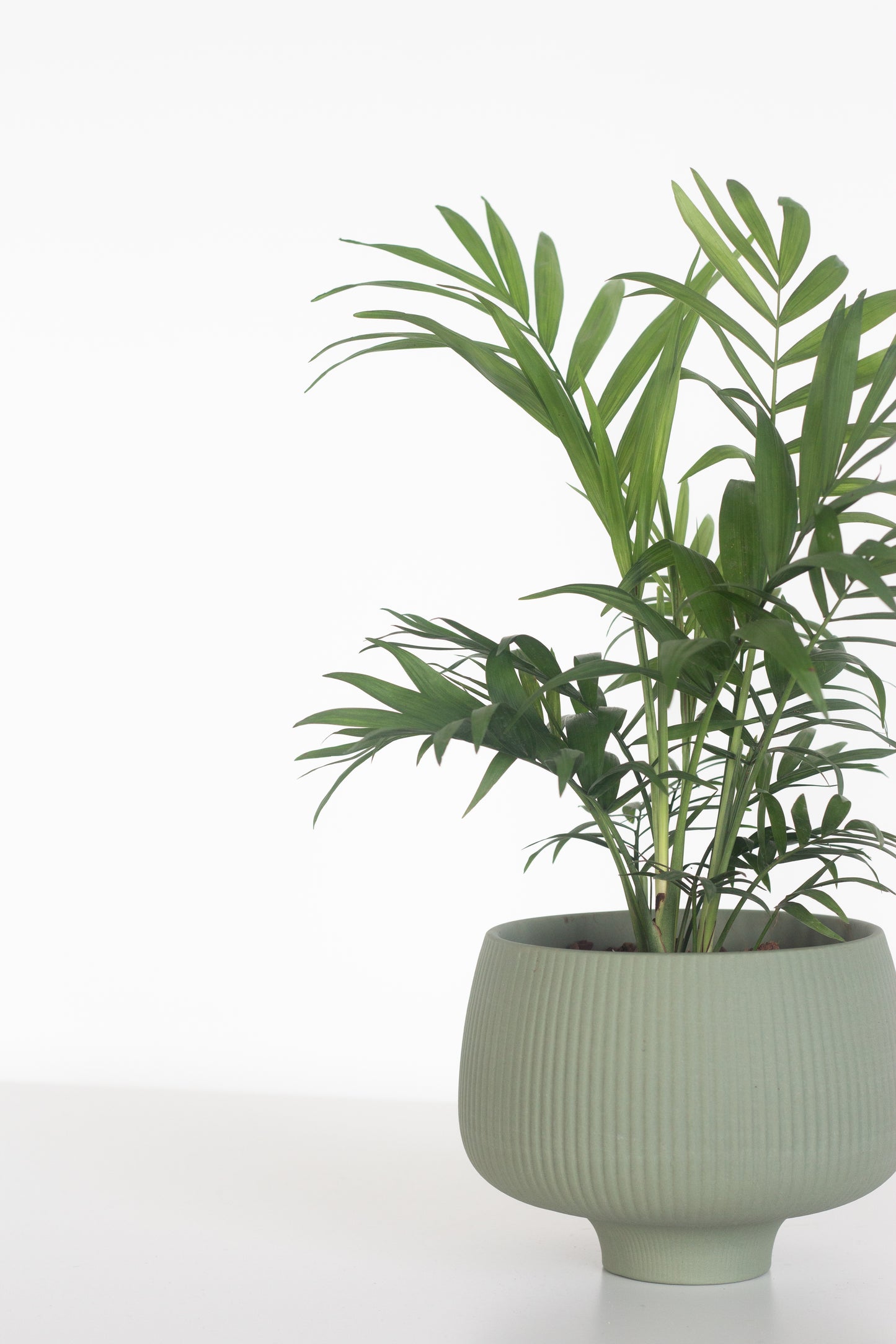 Cascade Palm