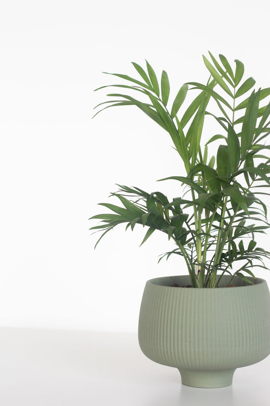 Cascade Palm