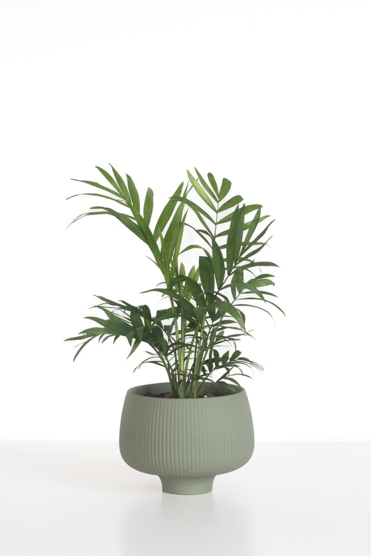 Cascade Palm