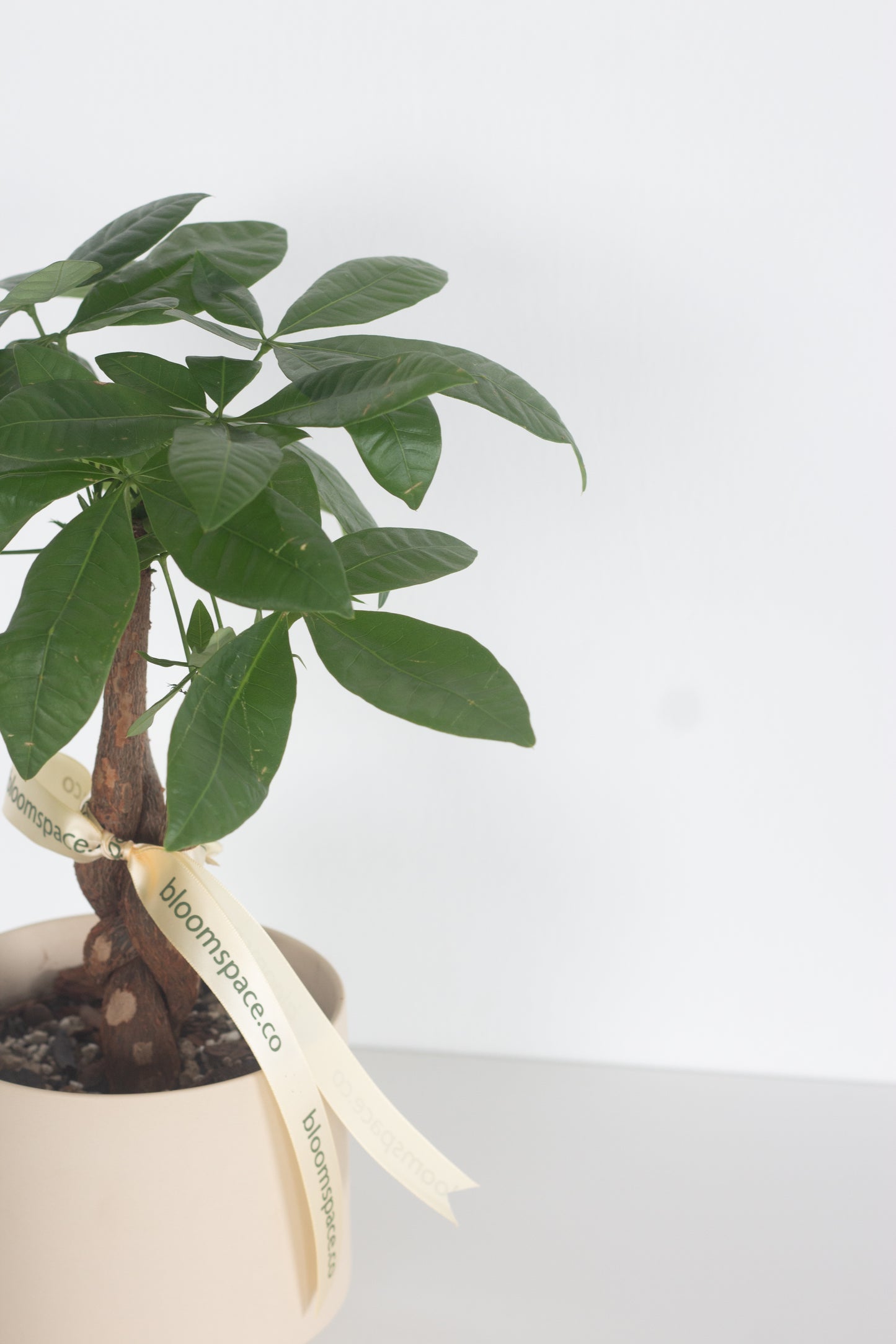Braided Money Tree