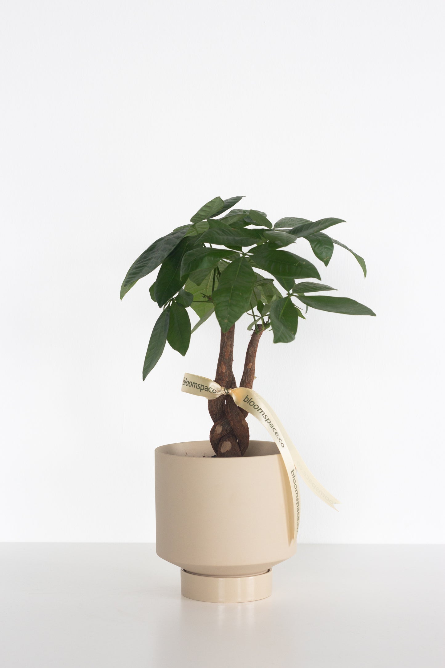 Braided Money Tree