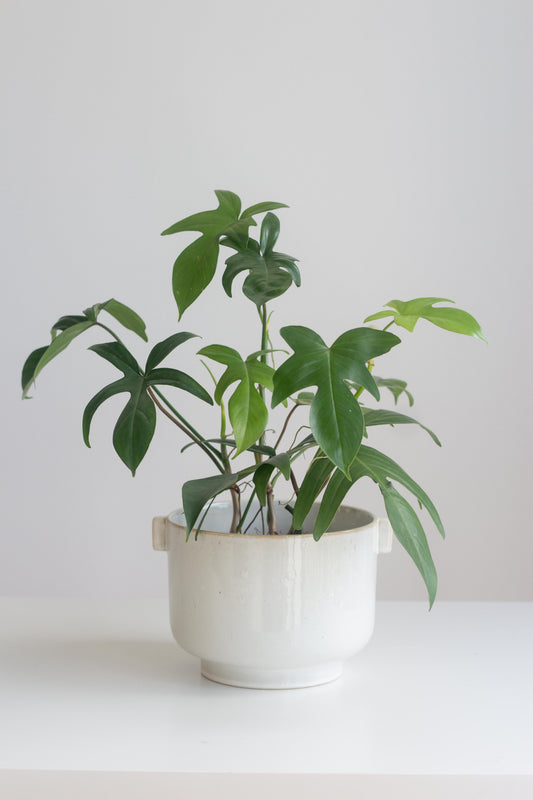 Philodendron Florida Green