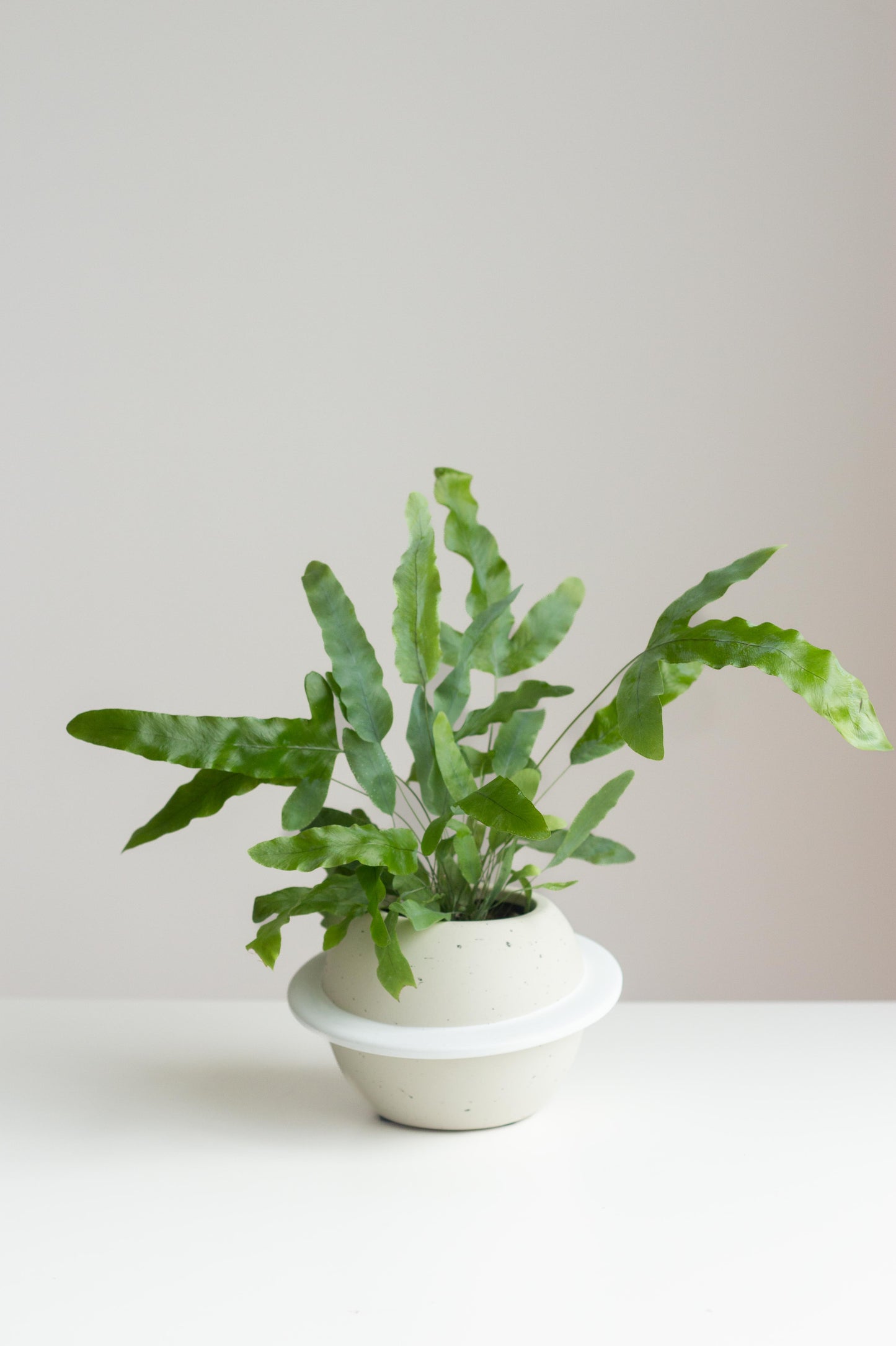 blue star fern base Blue Star Fern – Bloomspace