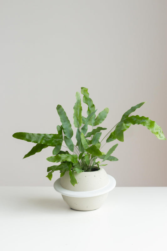 Blue Star Fern