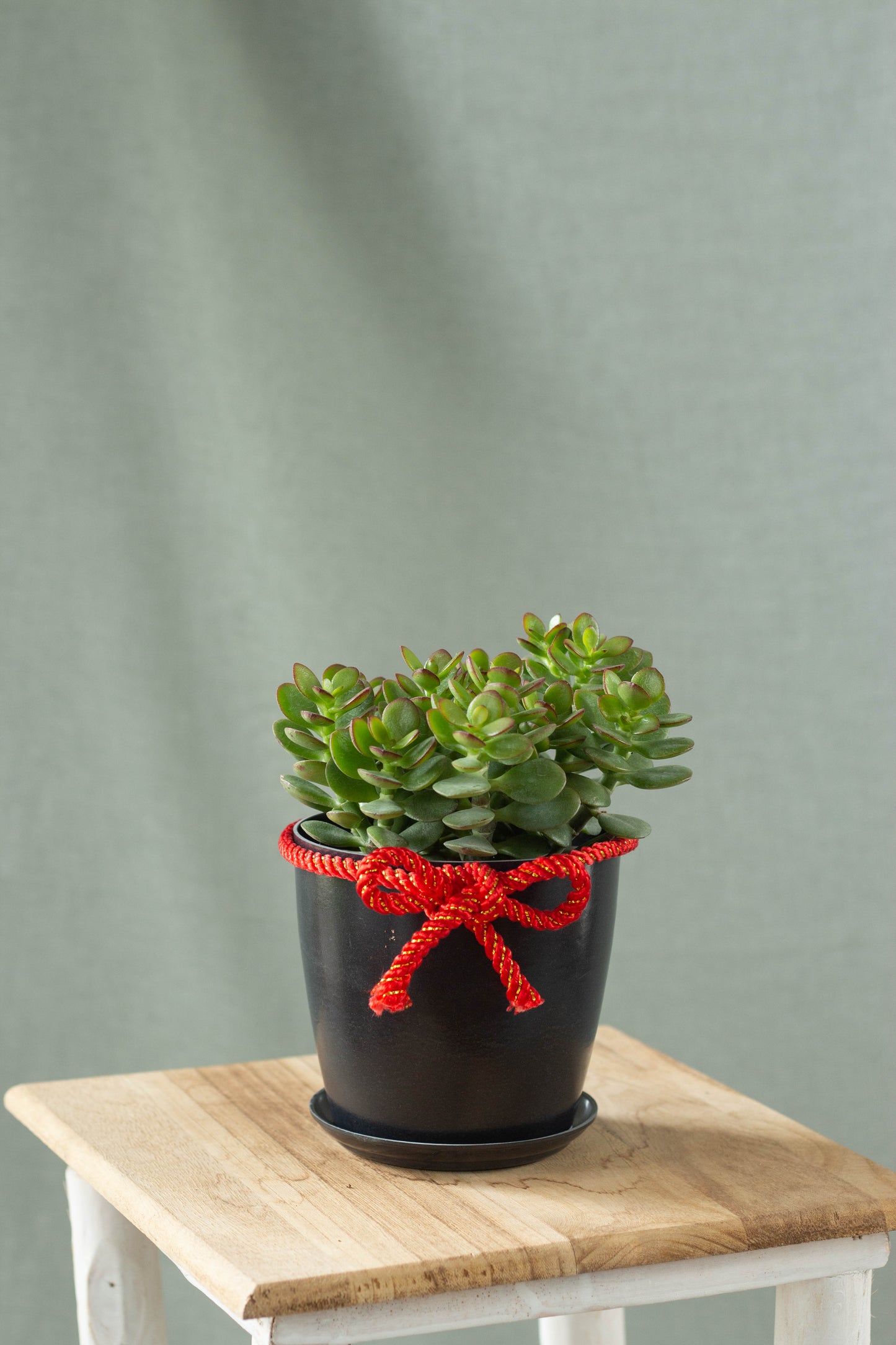 Jade Plant