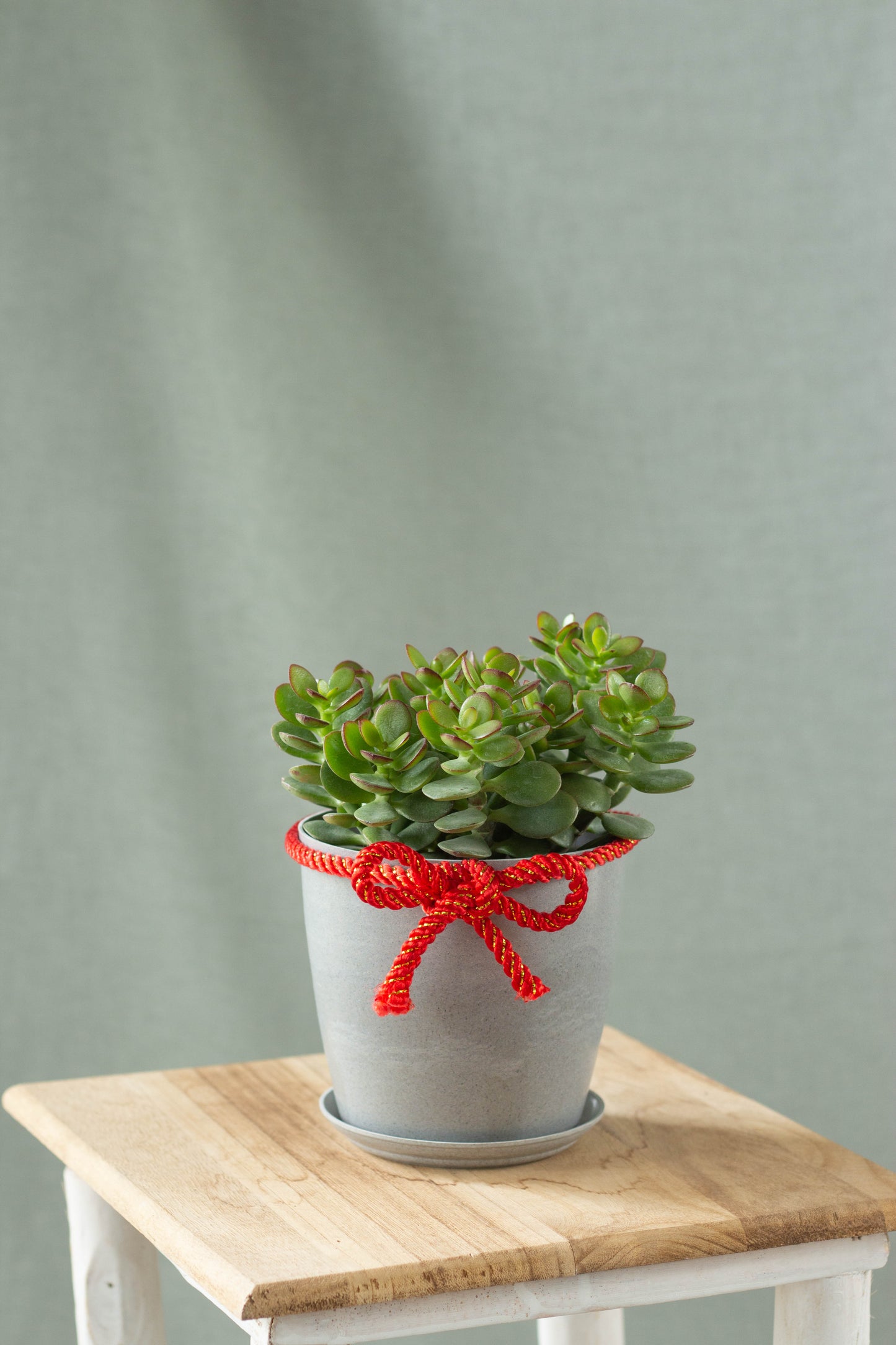 Jade Plant