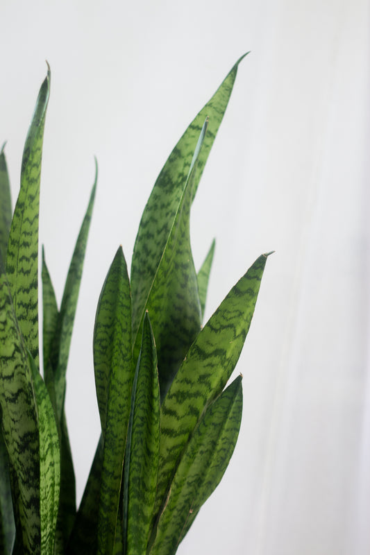 Sansevieria Zeylanica