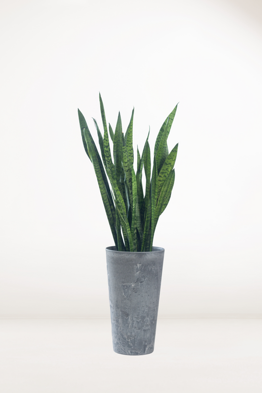 Sansevieria Zeylanica