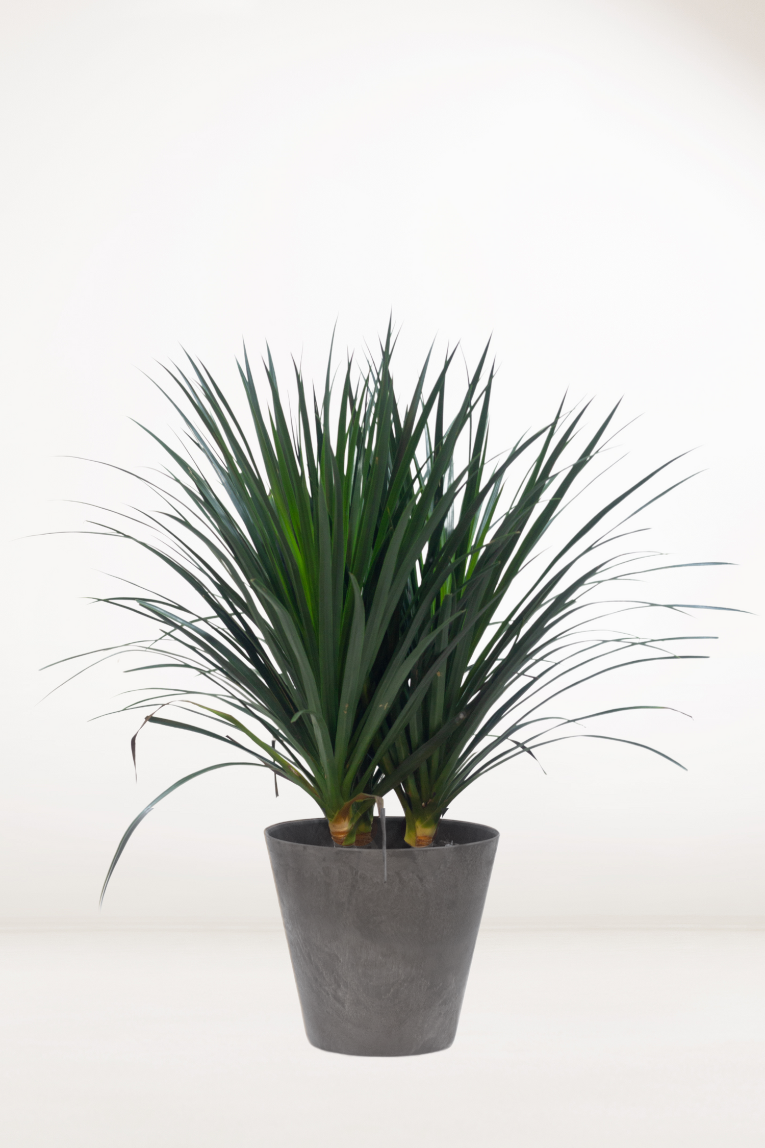 dracaena draco png Dracaena Draco – Bloomspace