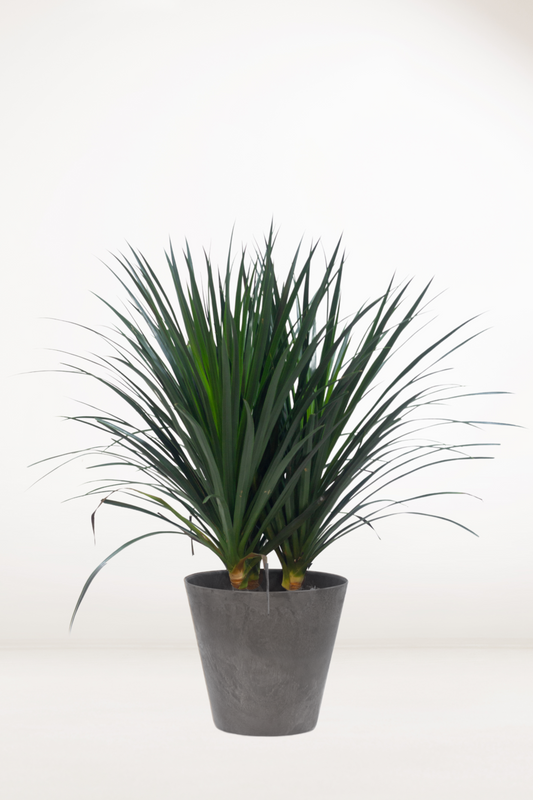 Dracaena Draco