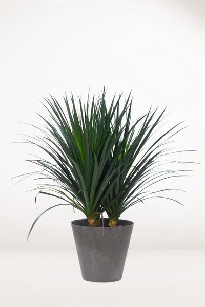 dracaena draco hardiness Dracaena Draco – Bloomspace