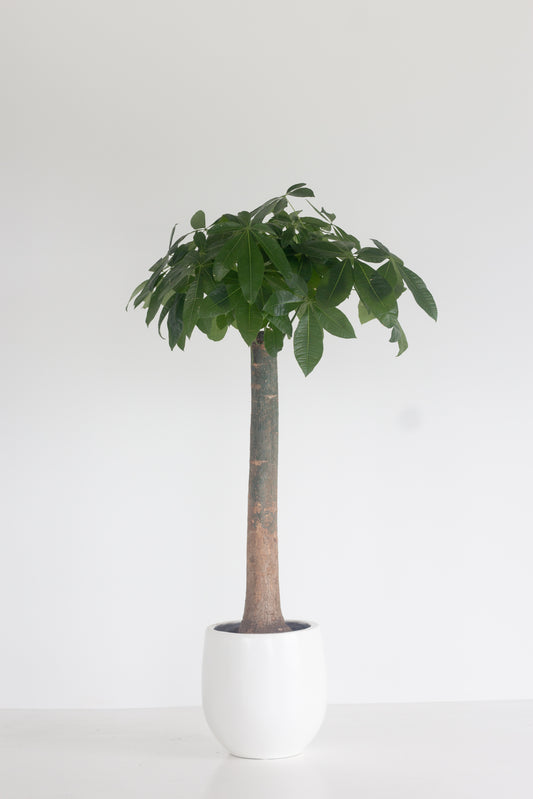 Stout Money Tree