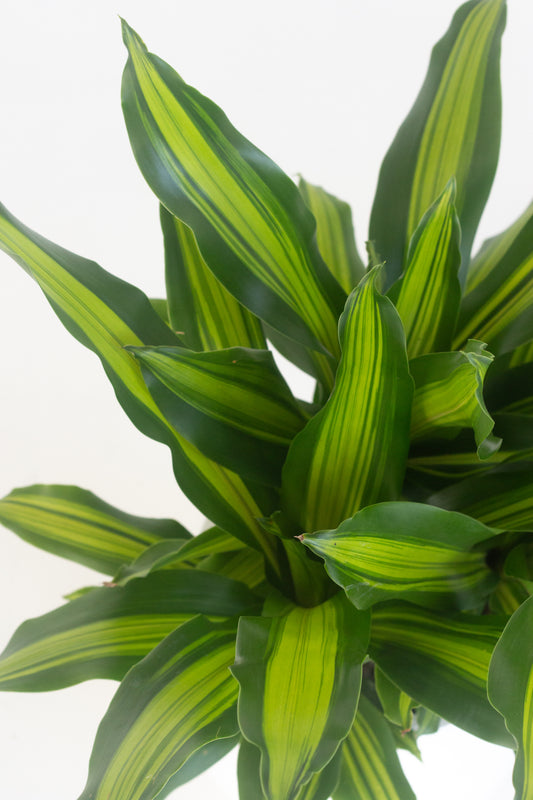 Dracaena Fragans