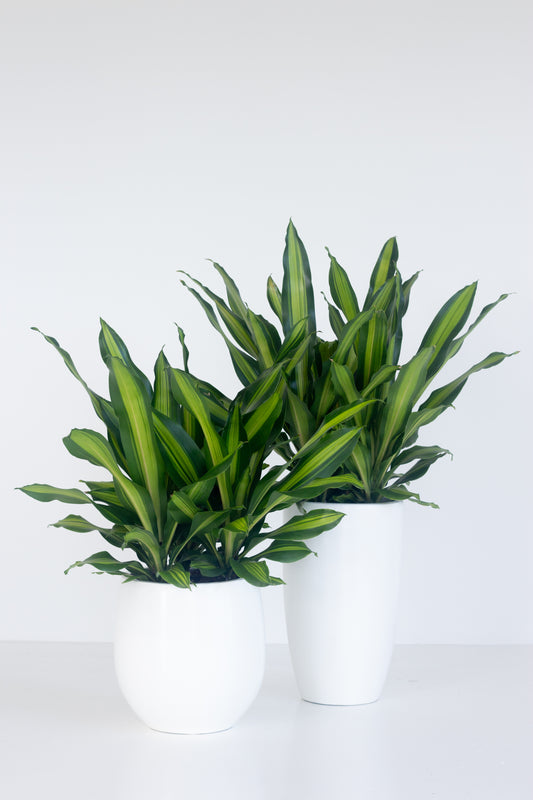 Dracaena Fragans