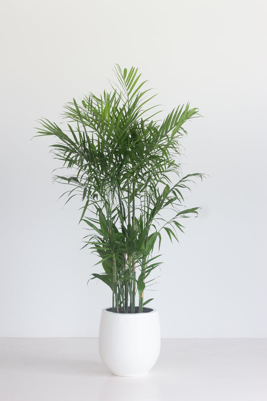 Bamboo Palm