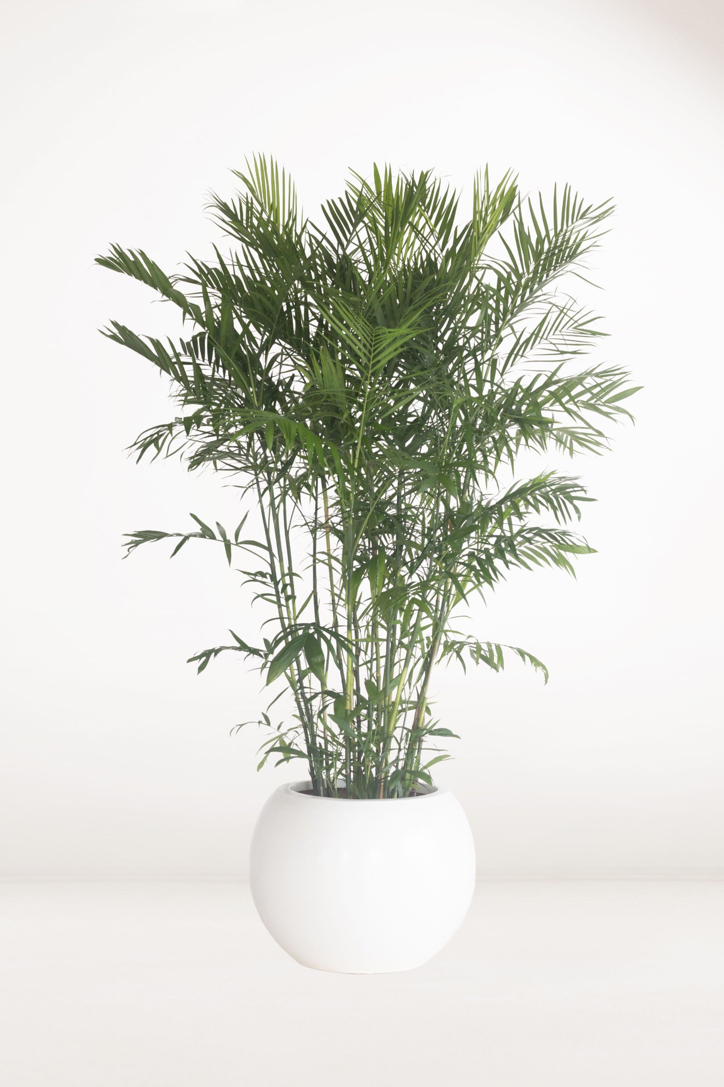 bamboo palm vs parlor palm Bamboo Palm – Bloomspace