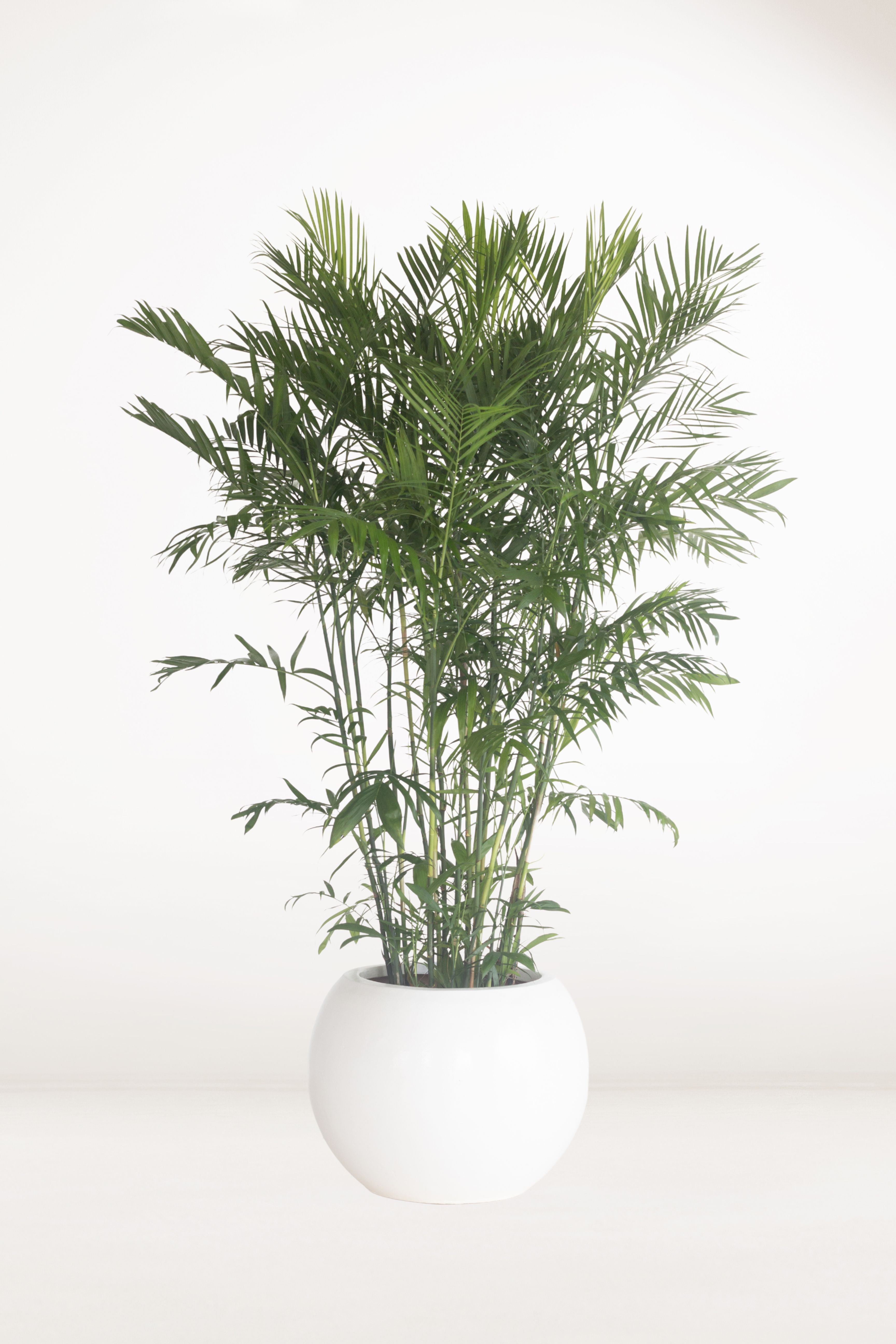 bamboo parlor palm Bamboo Palm – Bloomspace