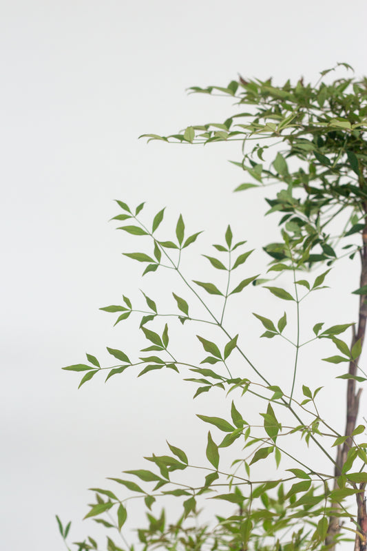 Nandina Domestica