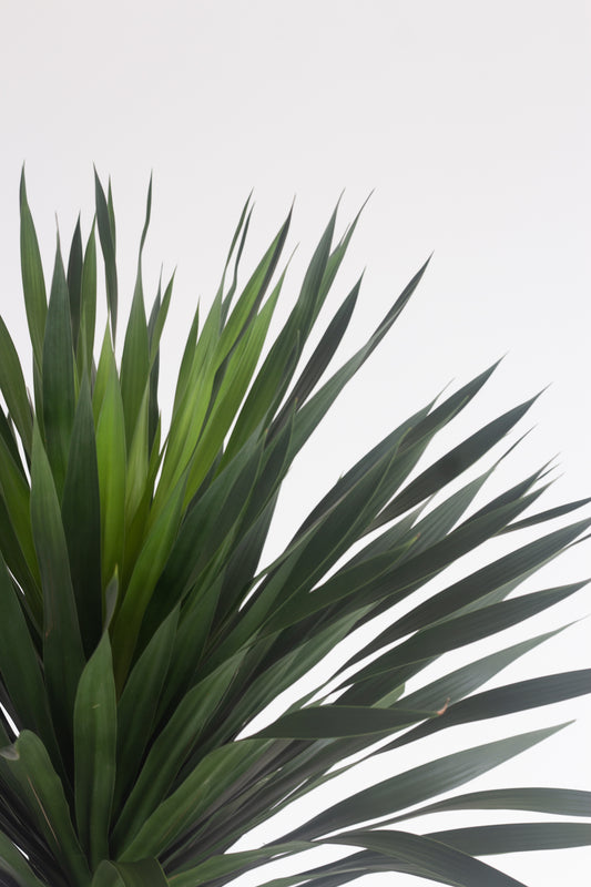 Yucca Elephantipes