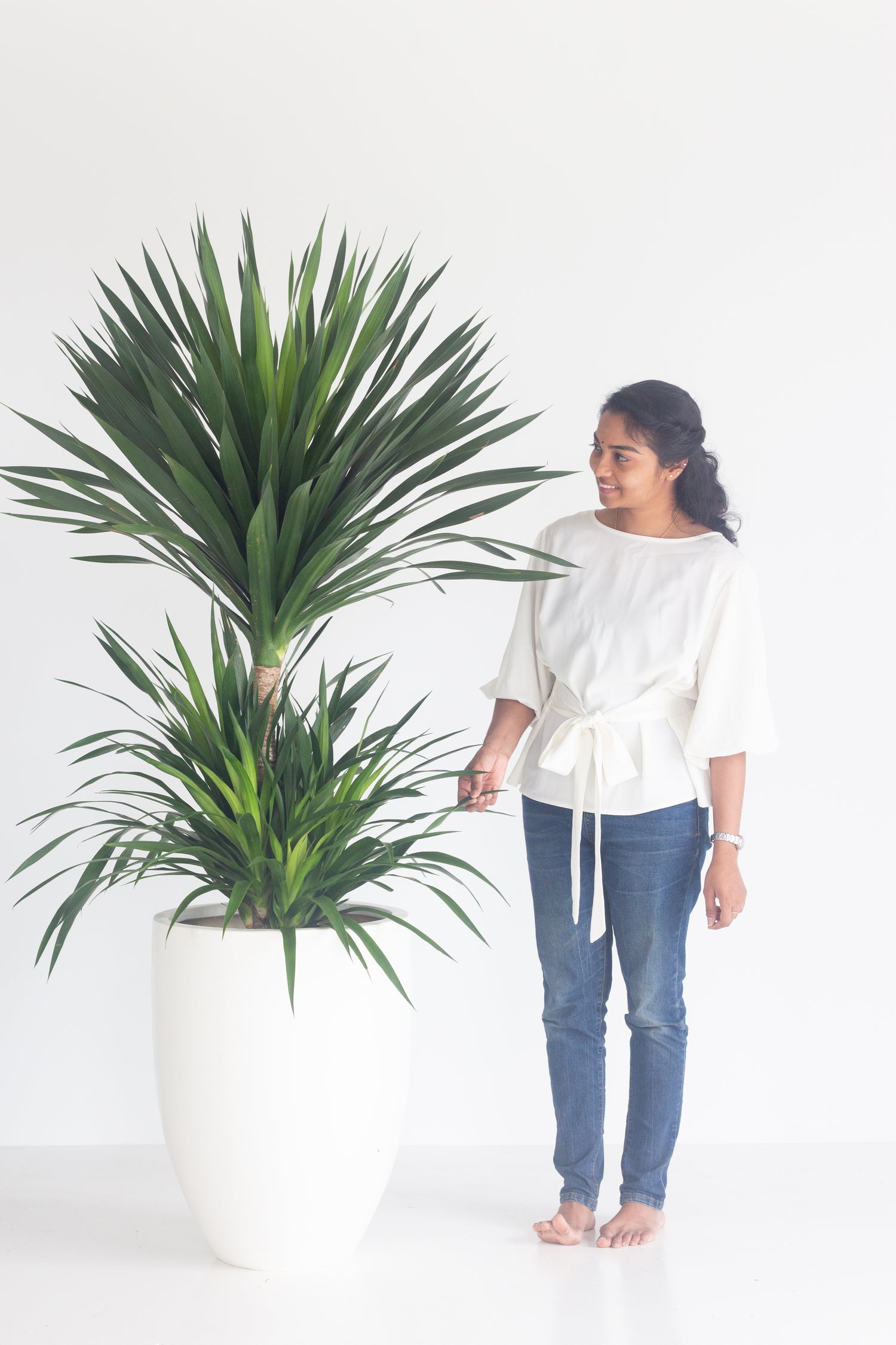 yucca elephant indoor plant Yucca Elephantipes – Bloomspace