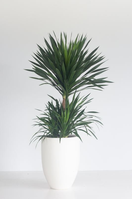 Yucca Elephantipes