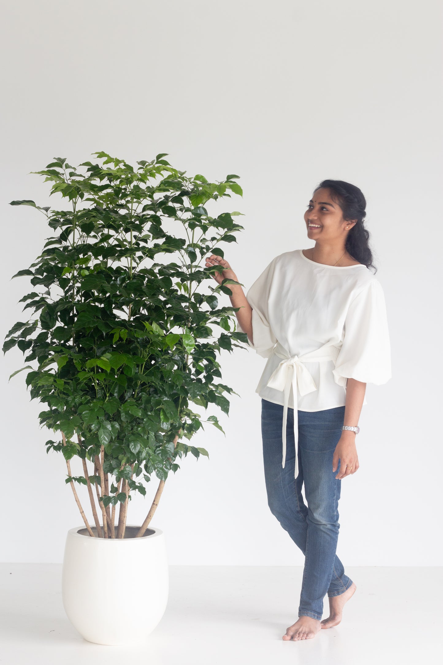 china doll plant indoor China Doll Plant – Bloomspace