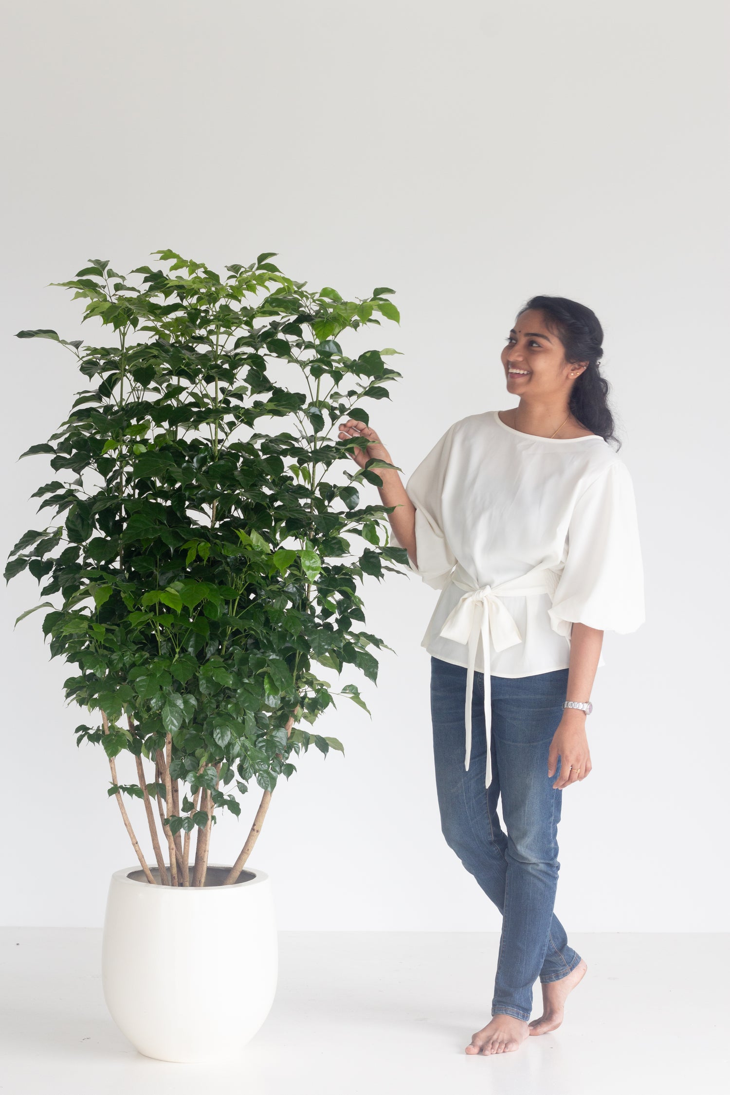 is china doll an indoor plant China Doll Plant – Bloomspace