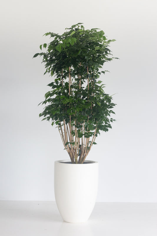 China Doll Plant