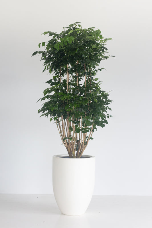 China Doll Plant