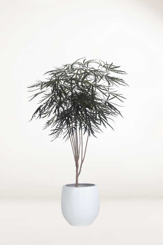 Plerandra Elegantissima