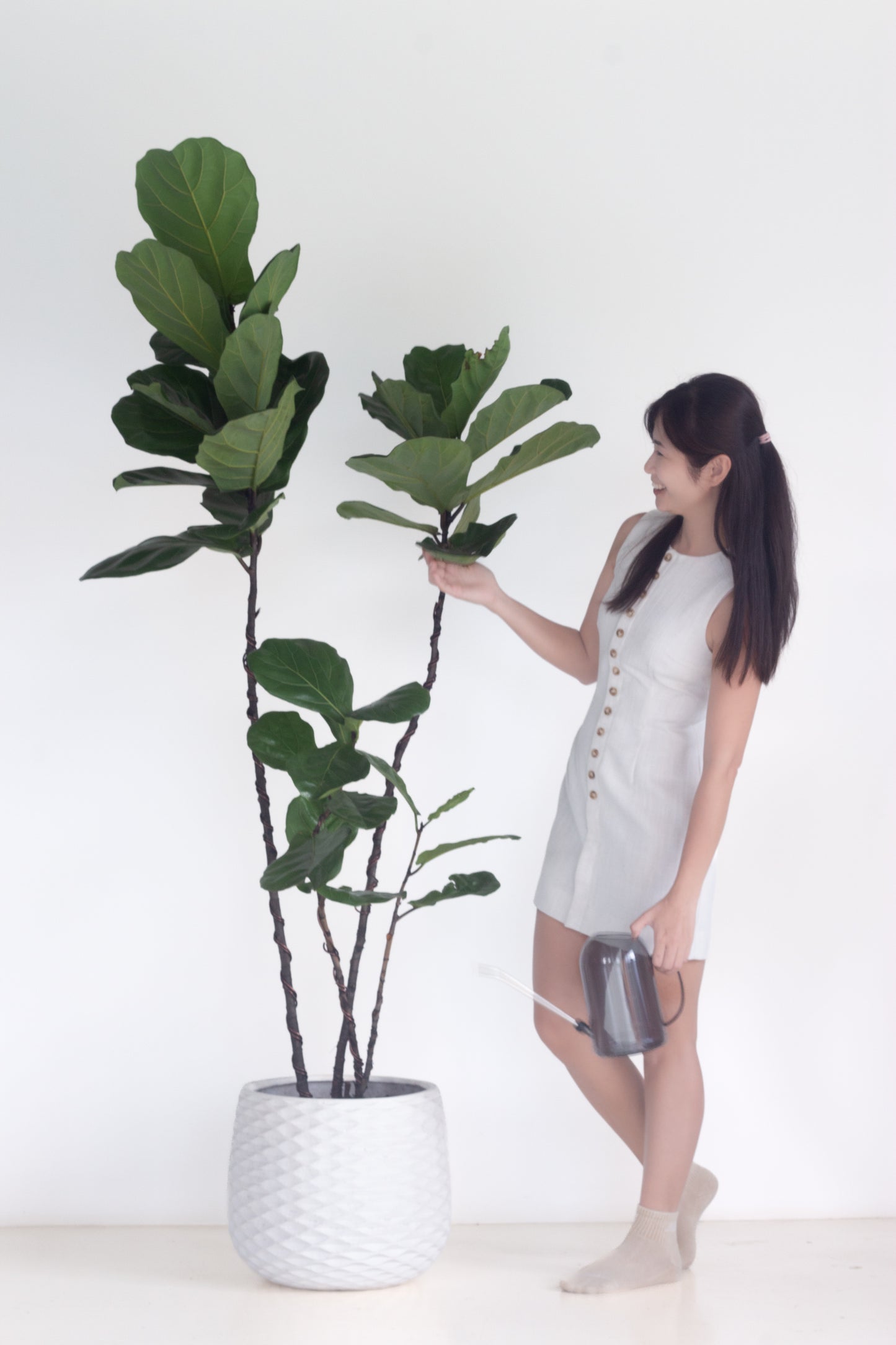 Fiddle Leaf Fig
