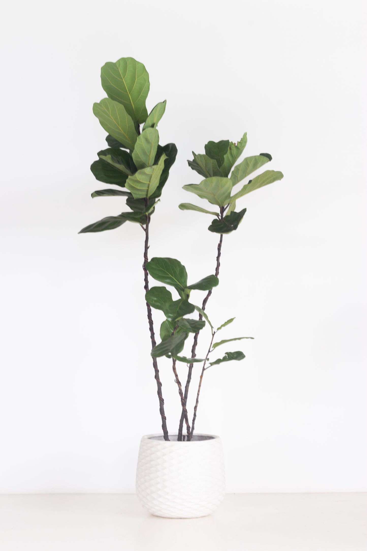 Fiddle Leaf Fig