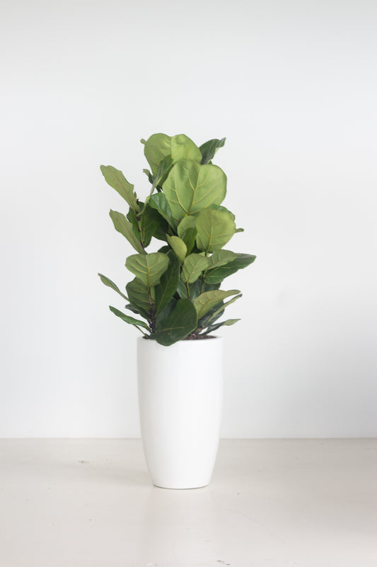 Fiddle Leaf Fig