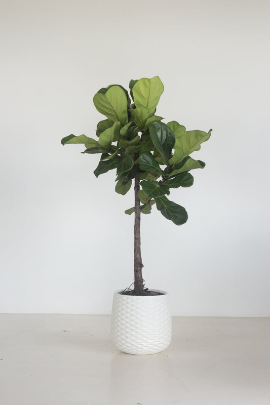 Lollypop Fiddle Fig