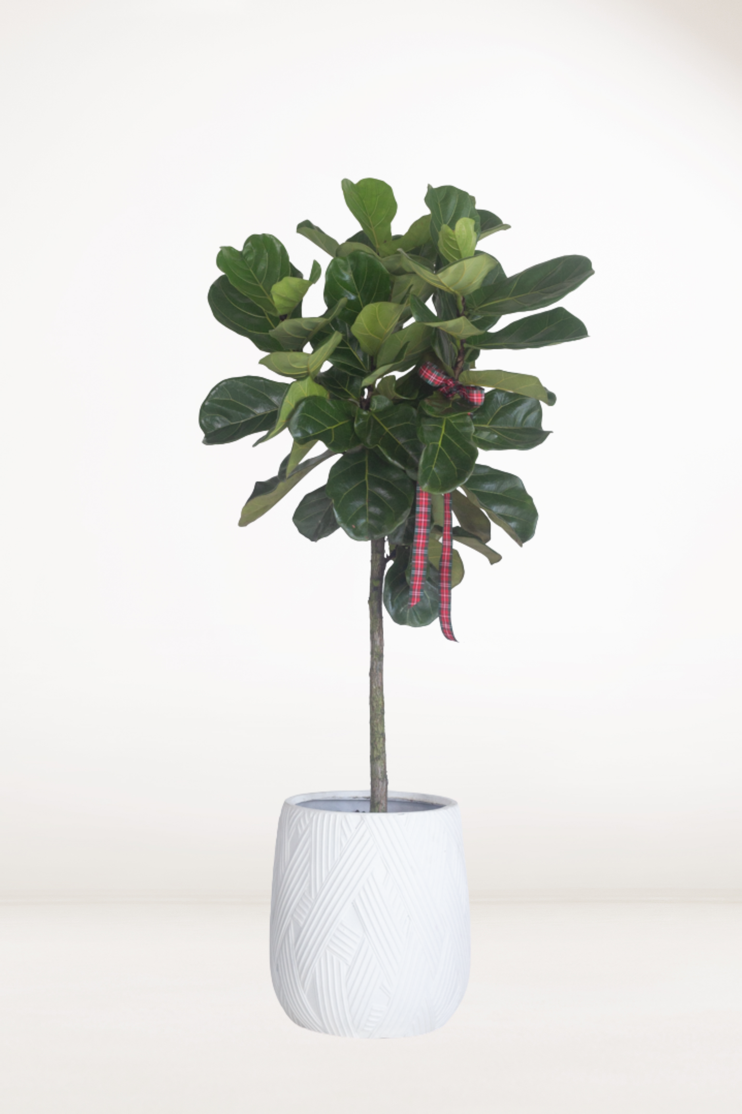 Lollypop Fiddle Fig