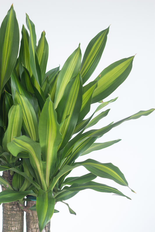 Dracaena Majestica