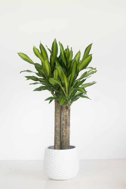 Dracaena Majestica
