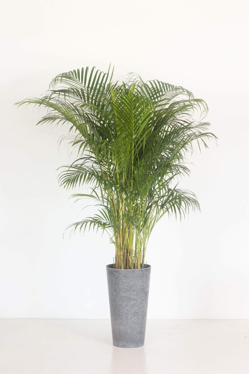 Areca Palm