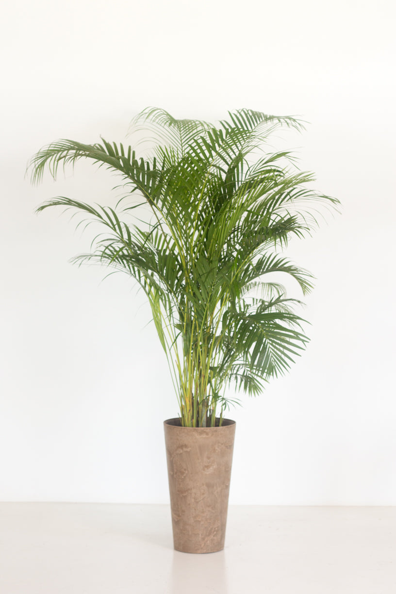Areca Palm