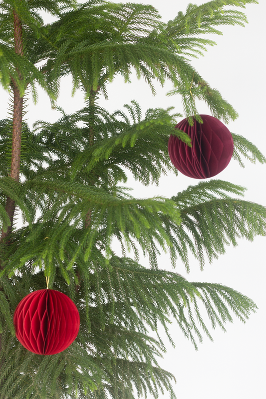 Norfolk Pine
