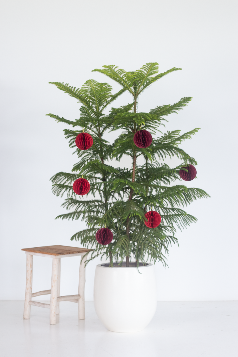 Norfolk Pine