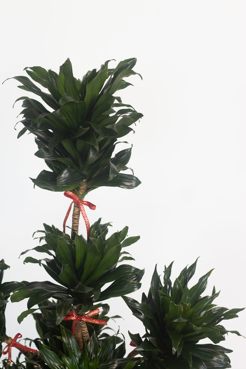 Dracaena Janet Craig