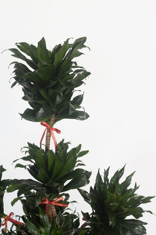 Dracaena Janet Craig