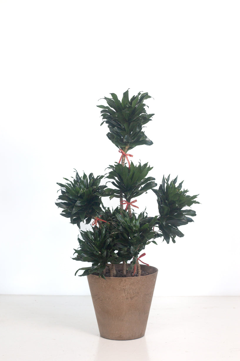 Dracaena Janet Craig