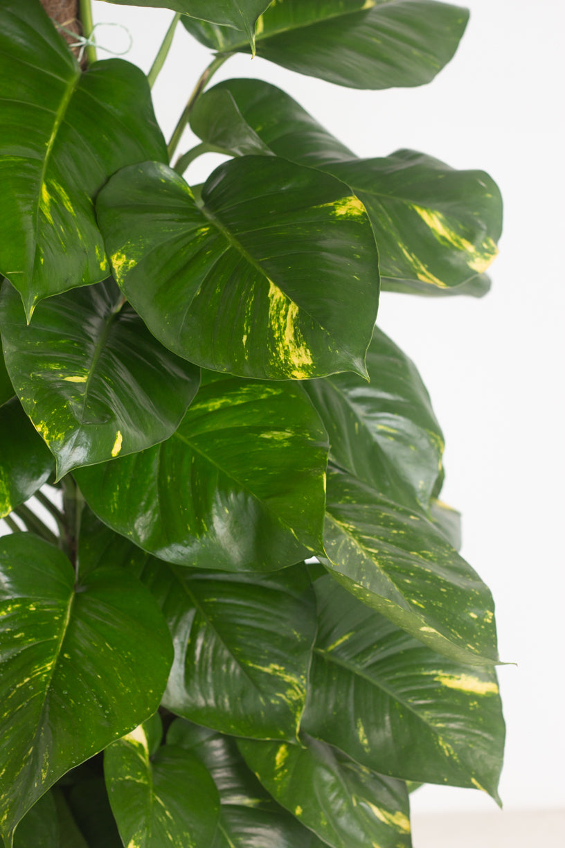 golden pothos big leaves Golden Pothos – Bloomspace