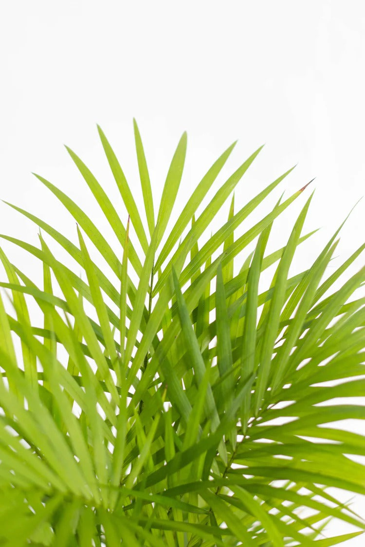 areca palm fronds opening Areca Palm – Bloomspace