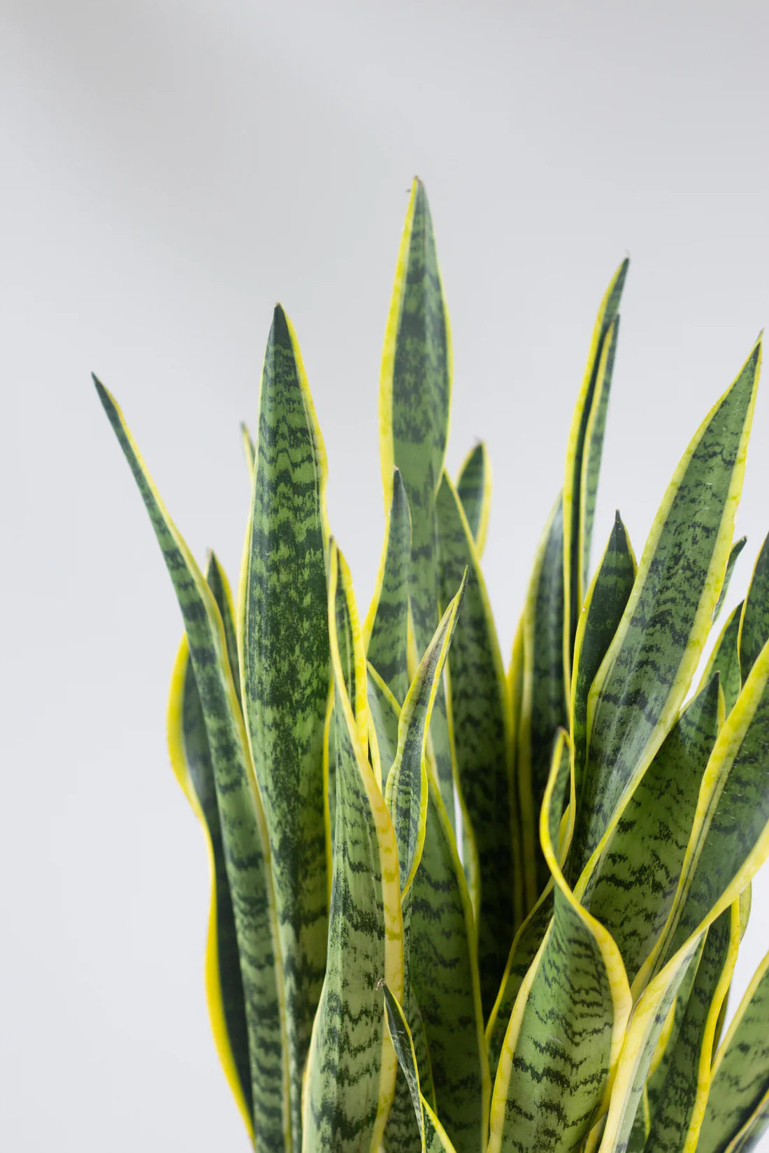 Closeup-Sansevieria Trifasciata